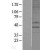 Western Blot: CCR6 Lysate [NBL1-08894] - Western Blot experiments. 
Left-Control; Right -Over-expression Lysate for CCR6